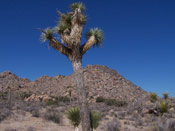 joshua tree image