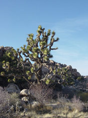 joshua tree image