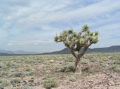 joshua tree photo