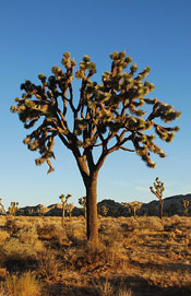 joshua tree pic