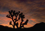 joshua tree picture