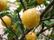 LLemon Tree Pictures, Juicy Lemons Picture