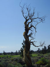 Juniper Tree: Picture of an Old Twisted Juniper Tree