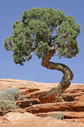 Juniper Tree Photo: Growing Juniper Trees Surviving on Rocky Terrian