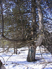 juniper tree picture