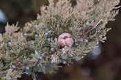 juniper tree foliage