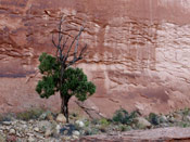 juniper tree photo