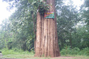 kannimaram teak tree