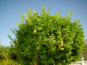 Lemon Tree Pictures, Picture of Lemon Tree