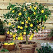 lemon tree photo