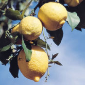 lemon tree picture