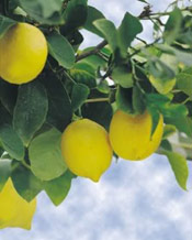 Lemon Tree Photo, Lemon Tree Fruit