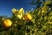Lemon Tree Pictures, Rip Lemons for Picking