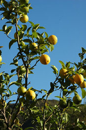 Lemons on the Tree