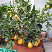 Lemon Tree Photo, Home Lemon Tree Image