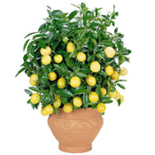 Lemon Tree Photo, Potted Dawrf Lemon Tree