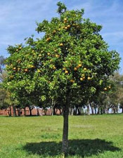 lemon tree italy