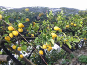 lemon tree photo