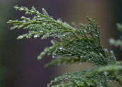 Leyland Cypress Tree