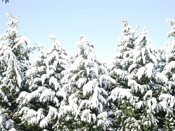 Leyland Cypress Tree