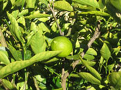 lime tree