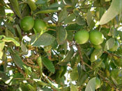 lime tree