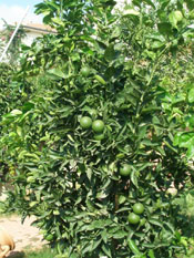 lime tree photo