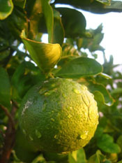 limes on tree