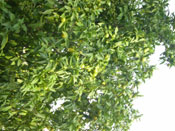 lime tree photograph