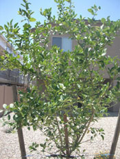 lime tree image