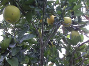 lime tree picture