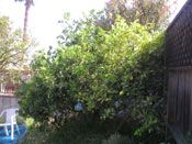 lime tree picture