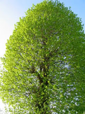 linden tree