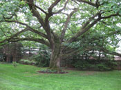 linden tree photo