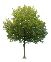 linden tree photograph