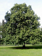 linden tree photo