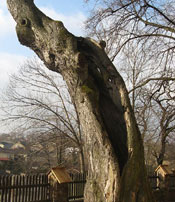 linden tree