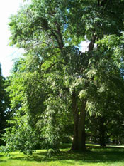 linden tree