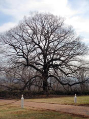 linden tree picture