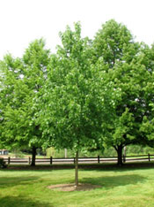 linden tree picture