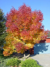 linden tree autumn