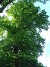 linden tree image