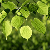 linden tree leaves