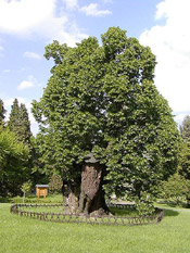 linden tree photo