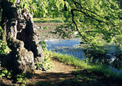 Linden Tree Pictures: Old Linden Tree by the River