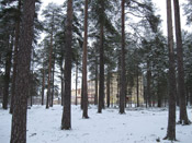 Pine Tree Pictures; lintula pine trees