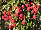 Litchi Fruit