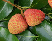 Lychee