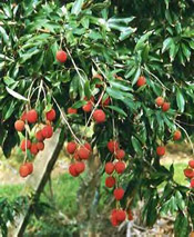 Litchi Fruit