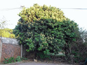 litchi tree image